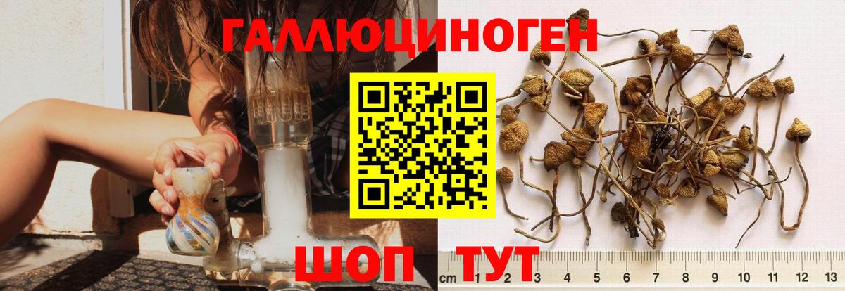 Псилоцибиновые грибы мицелий Бугульма